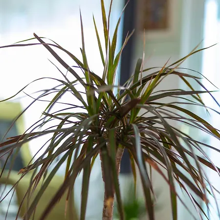 Sunshine With Pool Daire *