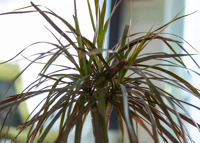 Sunshine With Pool דירה *